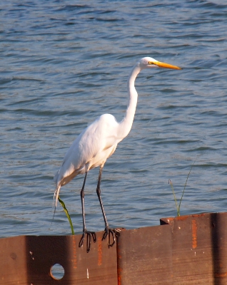 [White egret standing on a metal retaining wall in the water retention pond.]